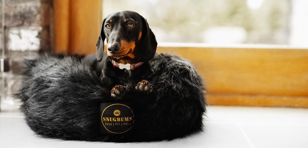 LAUNCHING A LUXURY PET BRAND DURING A PANDEMIC. SNUGBUMS