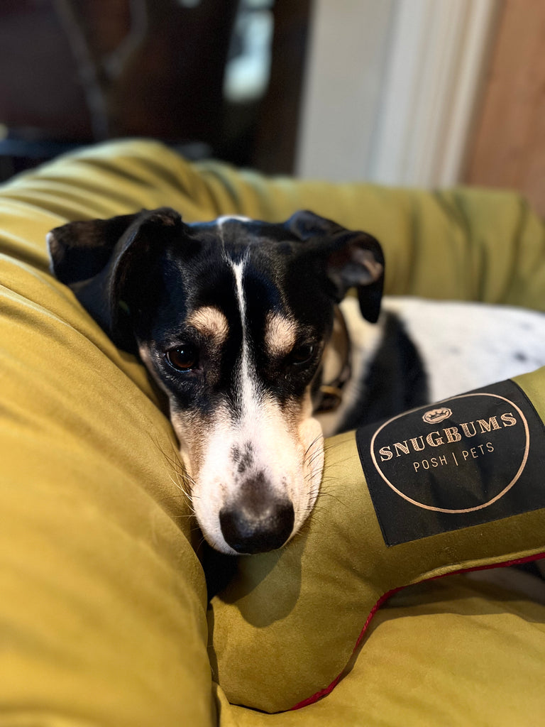 Designer pet products deals