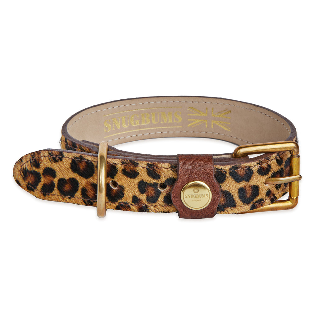 Luxury leopard print dog collar leather and brass hardware