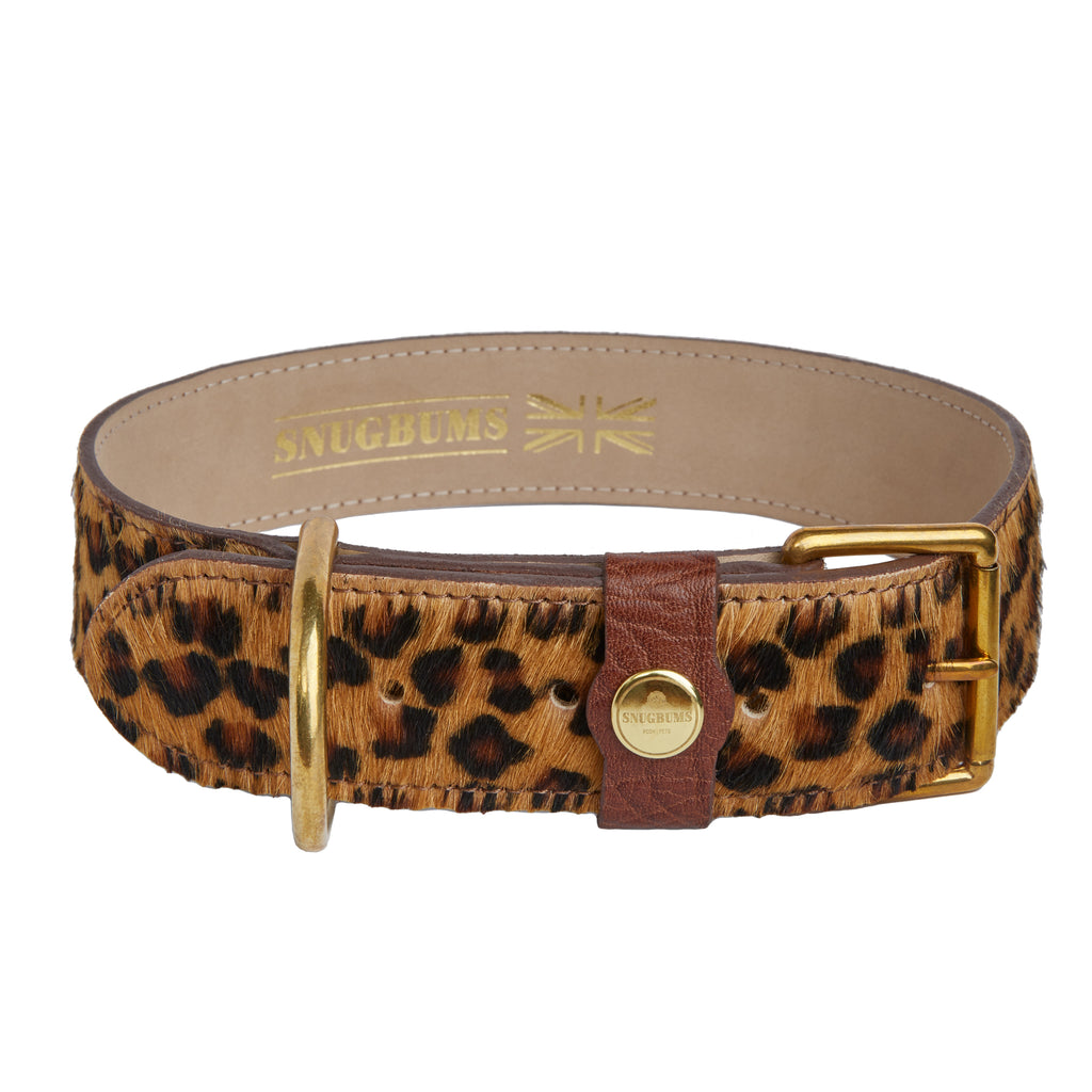 Luxury leopard print hair on hide dog collar with brass fittings