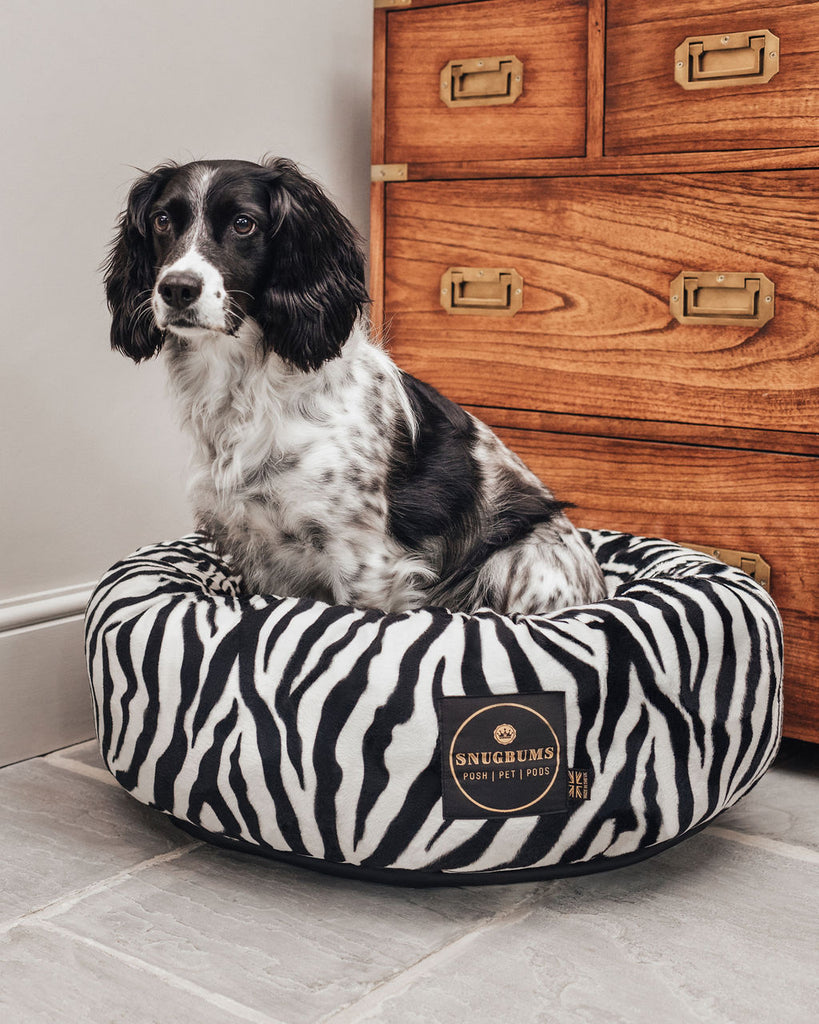 Springer Spaniel in luxury zebra print pet bed